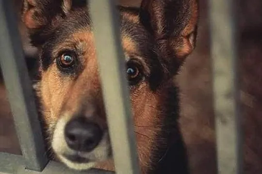 Azalia gotowa do adopcji!, Łódzkie, Tomaszów Mazowiecki