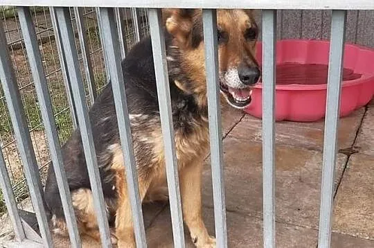 Azalia gotowa do adopcji!, Łódzkie, Tomaszów Mazowiecki