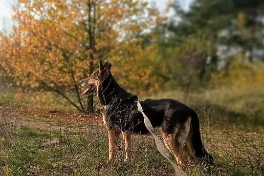 Azalia gotowa do adopcji!, Łódzkie, Tomaszów Mazowiecki