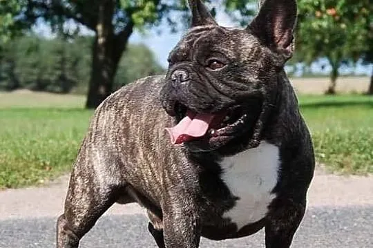Rodowodowe szczenię Suczka BULDOG FRANCUSKI Utytuł