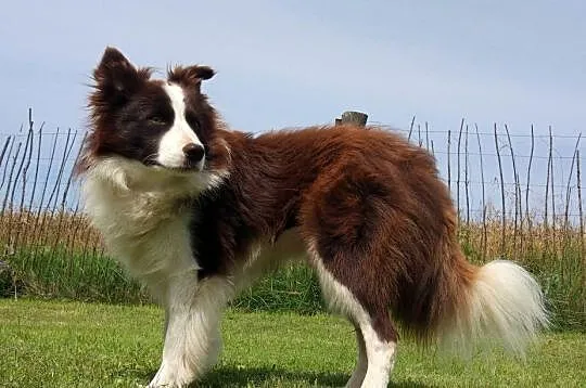 Reproduktor - Krycie - Border Collie