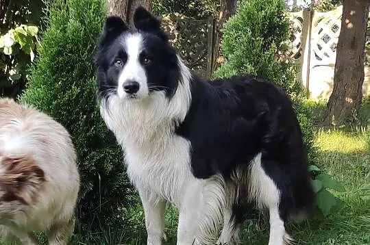 Reproduktor - Krycie - Border Collie, Podkarpackie, Iwonicz