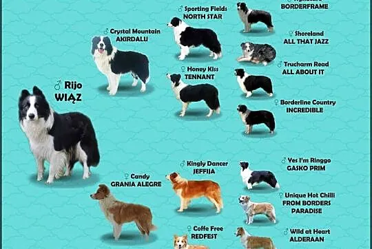 Reproduktor - Krycie - Border Collie, Podkarpackie, Iwonicz