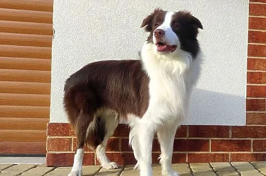 Reproduktor - Krycie - Border Collie, Podkarpackie, Iwonicz