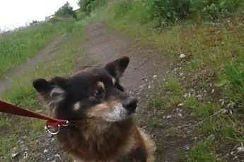 Kto da domek Czarusiowi? ,  śląskie Rybnik