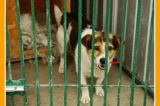 Mały 8 kg psiak GUMIŚ,średnio aktywny,wesoły,towarzyski_Adopcja_