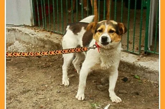 Mały 8 kg psiak GUMIŚ,średnio aktywny,wesoły,towar