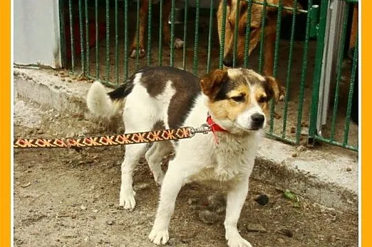 Mały 8 kg psiak GUMIŚ,średnio aktywny,wesoły,towar