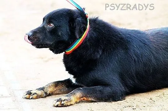 KRAWAT młody, nieduży, zrónoważóny lecz bardzo smu