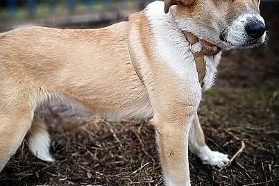 Młody 10 m-cy,docelowo duży,wesoły,przyjazny,zaszczepiony piesek BRYŚ.Adopcja., Małopolskie, Kraków