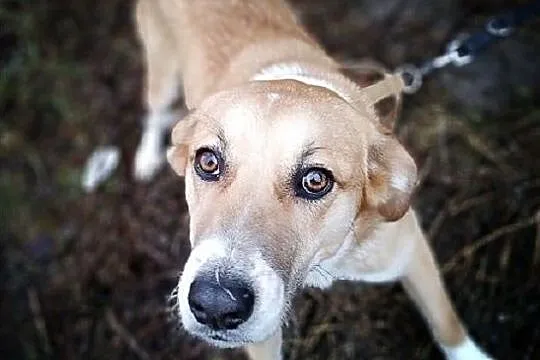 Młody 10 m-cy,docelowo duży,wesoły,przyjazny,zaszczepiony piesek BRYŚ.Adopcja., Małopolskie, Kraków