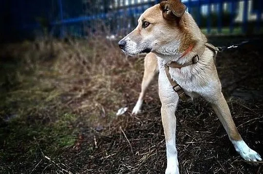 Młody 10 m-cy,docelowo duży,wesoły,przyjazny,zaszczepiony piesek BRYŚ.Adopcja., Małopolskie, Kraków