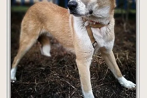 Młody 10 m-cy,docelowo duży,wesoły,przyjazny,zaszczepiony piesek BRYŚ.Adopcja., Małopolskie, Kraków