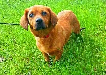 DAISY - śliczna, 9 kg sunia w typie jamnika szuka