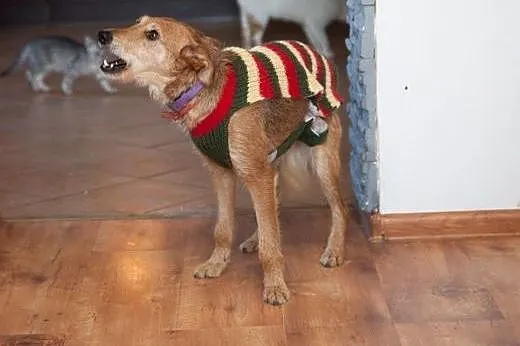 Piękna, młoda sunia KAMA szuka najlepszego domu,  