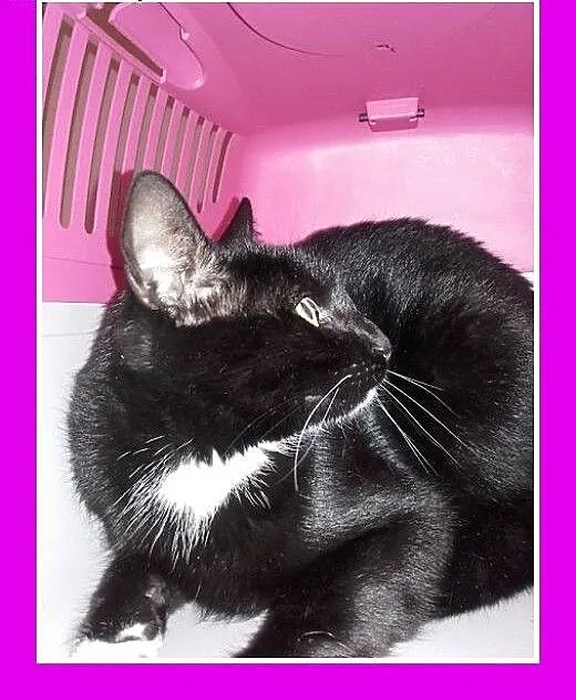 10 mies.czarny,kastrowany kocurek do adopcji, ślą