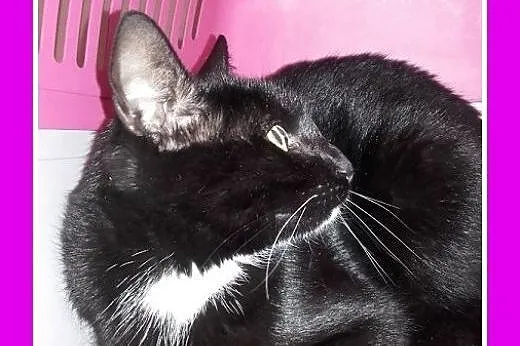 10 mies.czarny,kastrowany kocurek do adopcji,  ślą