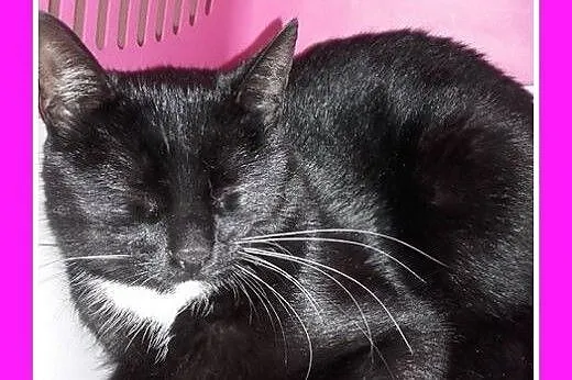 10 mies.czarny,kastrowany kocurek do adopcji,  ślą