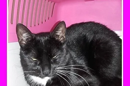 10 mies.czarny,kastrowany kocurek do adopcji,  ślą