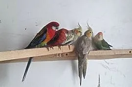 Papugi