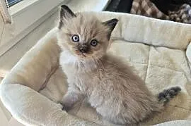 Kocięta Ragdoll mink czyli Cherubim