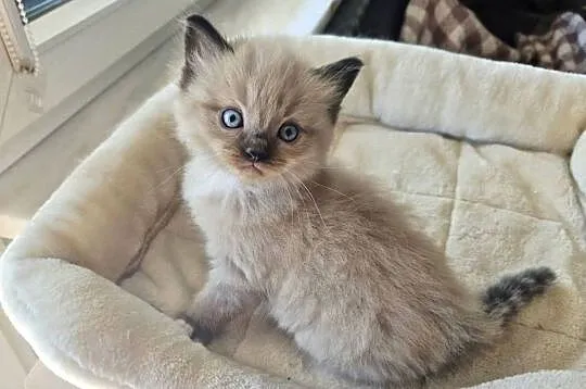 Kocięta Ragdoll mink czyli Cherubim