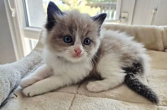 Kocięta Ragdoll mink czyli Cherubim, Małopolskie, Kraków