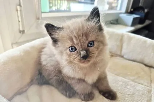 Kocięta Ragdoll mink czyli Cherubim, Małopolskie, Kraków