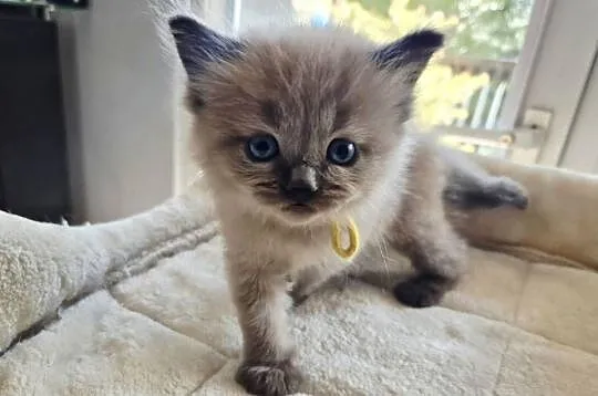 Kocięta Ragdoll mink czyli Cherubim, Małopolskie, Kraków