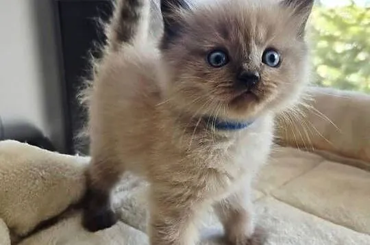 Kocięta Ragdoll mink czyli Cherubim, Małopolskie, Kraków