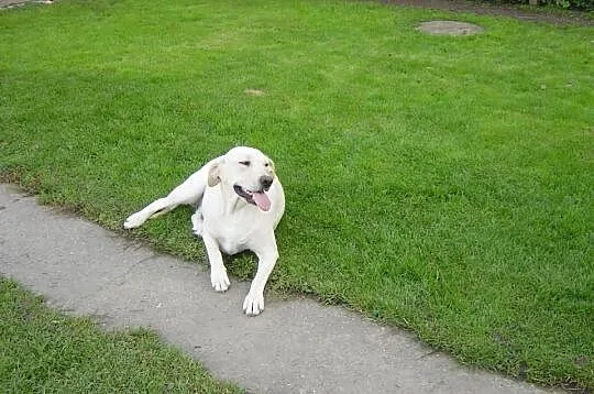 Labrador dorosła suka