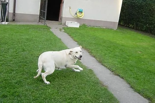Labrador dorosła suka