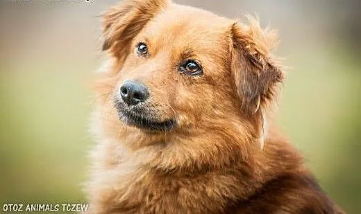 OTOZ Animals - Mojo - kochany lecz nieśmiały rudzi