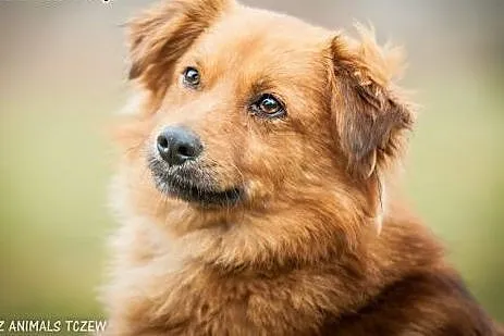 OTOZ Animals - Mojo - kochany lecz nieśmiały rudzi