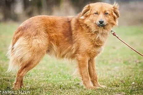 OTOZ Animals - Mojo - kochany lecz nieśmiały rudzi