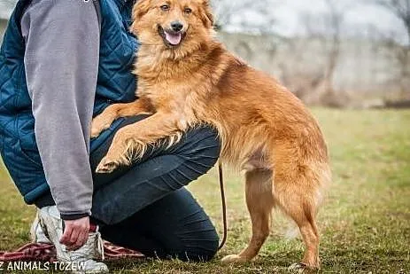 OTOZ Animals - Mojo - kochany lecz nieśmiały rudzi