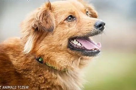 OTOZ Animals - Mojo - kochany lecz nieśmiały rudzi
