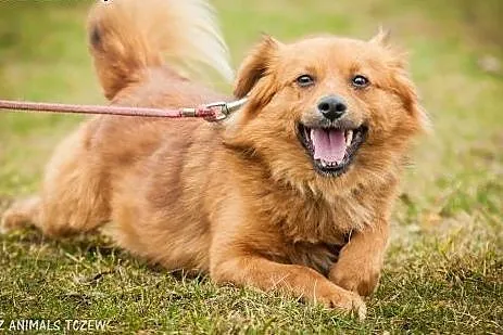 OTOZ Animals - Mojo - kochany lecz nieśmiały rudzi