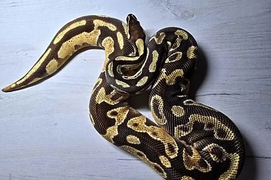 Wąż pyton królewski, python regius samica