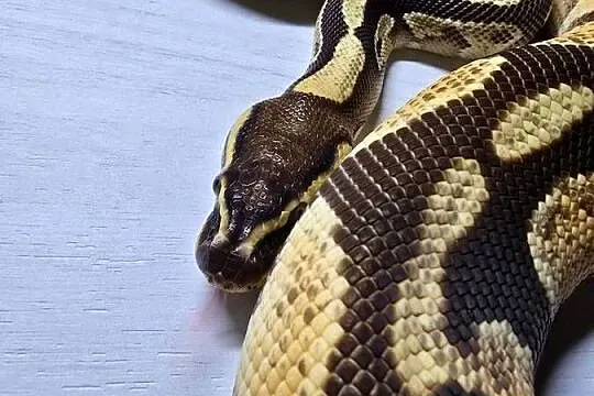 Wąż pyton królewski, python regius samica, Dolnośląskie, Wrocław