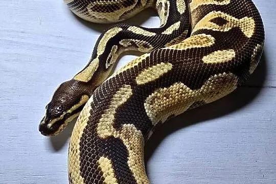 Wąż pyton królewski, python regius samica, Dolnośląskie, Wrocław
