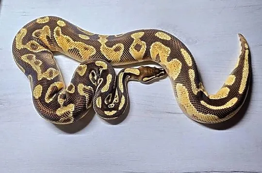Wąż pyton królewski, python regius samica, Dolnośląskie, Wrocław