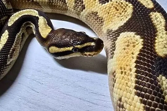 Wąż pyton królewski, python regius samica, Dolnośląskie, Wrocław