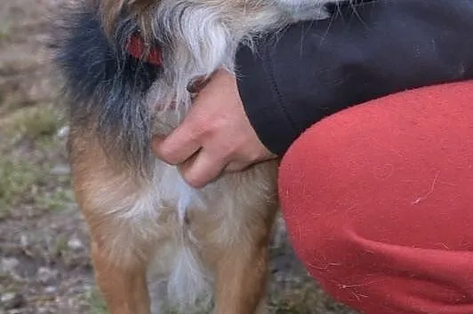 Kręciołek-śliczny, pozytywny towarzyski duszek!