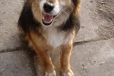 Kręciołek-śliczny, pozytywny towarzyski duszek!