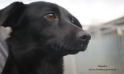 Mamba - nieśmiała czarnulka, mazowieckie Nowy Dwó