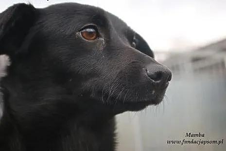 Mamba - nieśmiała czarnulka,  mazowieckie Nowy Dwó
