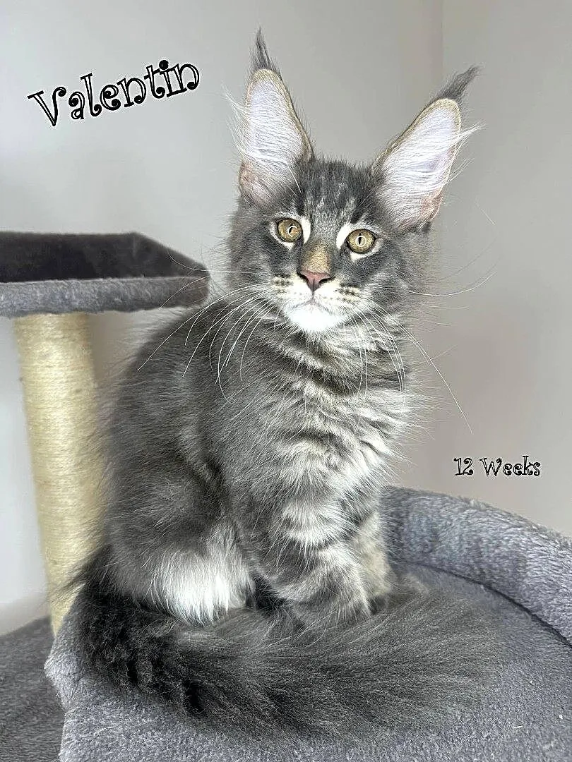 Kocięta Maine COON--N/N, Mazowieckie, Warszawa