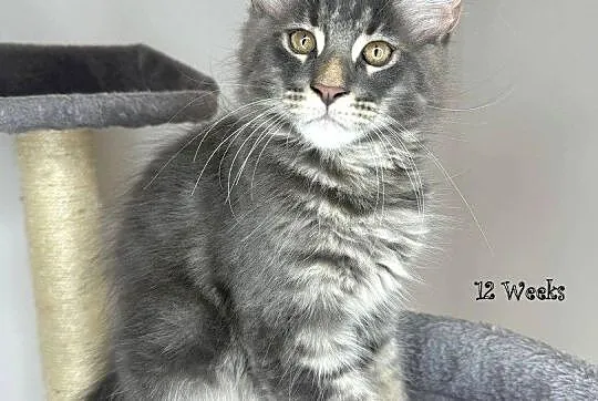 Kocięta Maine COON--N/N, Mazowieckie, Warszawa