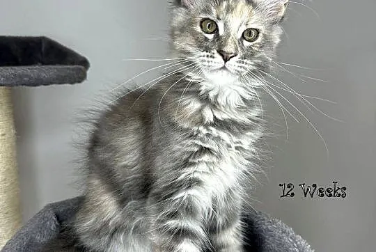 Kocięta Maine COON--N/N, Mazowieckie, Warszawa